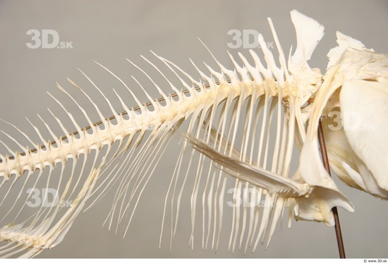 Skeleton Fish