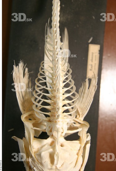 Skeleton Fish