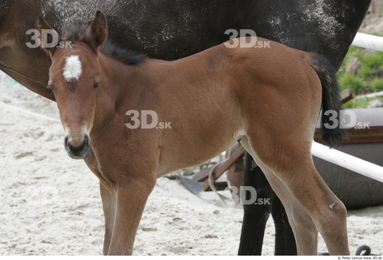 Upper Body Foal