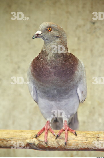 Whole Body Pigeon