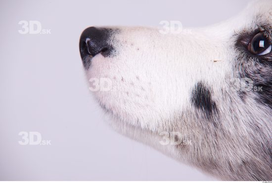 Nose Dog