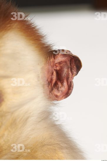 Ear Monkey