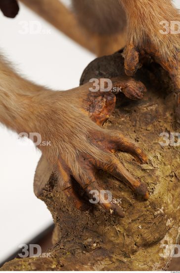 Hand Monkey
