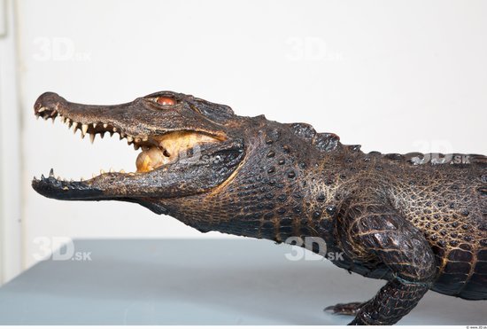 Head Crocodile