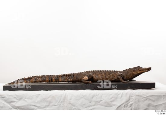 Whole Body Crocodile Animal photo references
