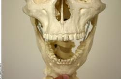 Teeth Skeleton