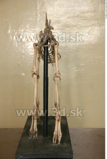 Skeleton II 0025