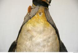 Neck Penguin