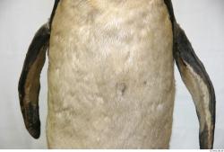 Belly Penguin