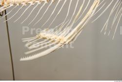 Skeleton Fish