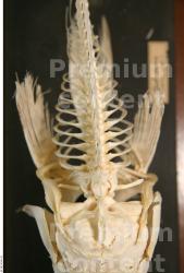 Skeleton Fish