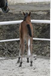 Whole Body Foal