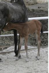 Whole Body Foal