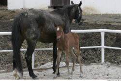 Whole Body Foal