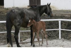 Whole Body Foal