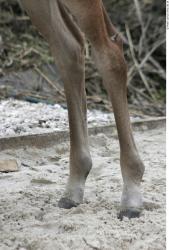 Leg Foal