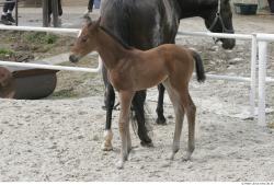 Foal