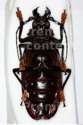Whole Body Beetle
