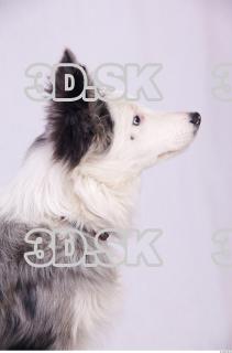 Dog 0031