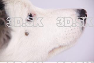 Dog 0035
