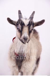 Goat 0006