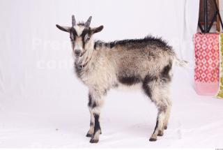 Goat 0014