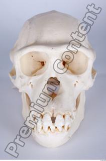 Skull chimpanzee 0001