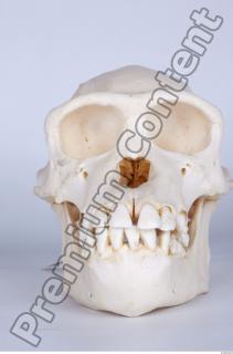 Skull chimpanzee 0009