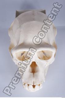 Skull chimpanzee 0010