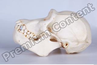 Skull chimpanzee 0011