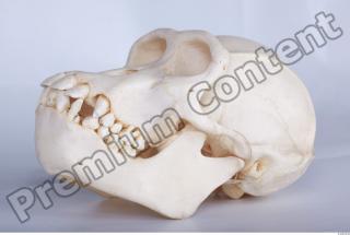 Skull chimpanzee 0018