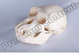 Skull chimpanzee 0019