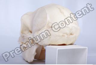Skull chimpanzee 0026