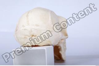 Skull chimpanzee 0027