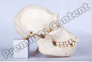 Skull chimpanzee 0028