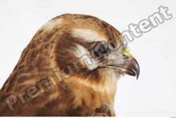 Head Buzzard