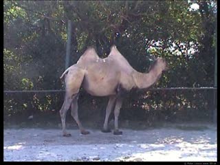 Camel movie