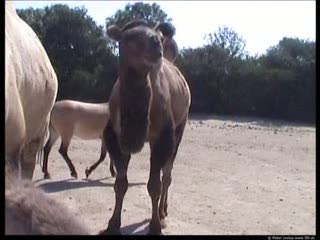 Camel movie