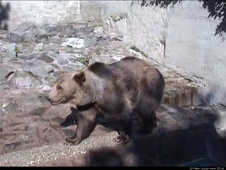 Bear (movie)