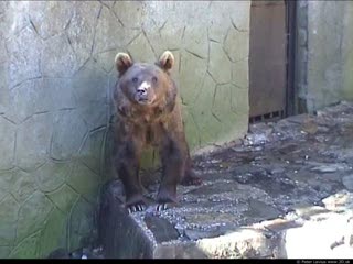 Bear (movie)