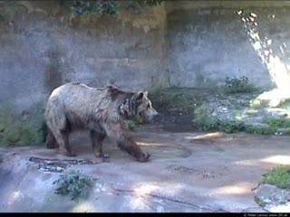 Bear (movie)