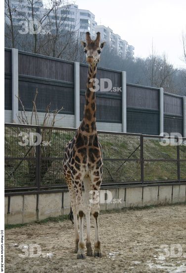 Whole Body Giraffe