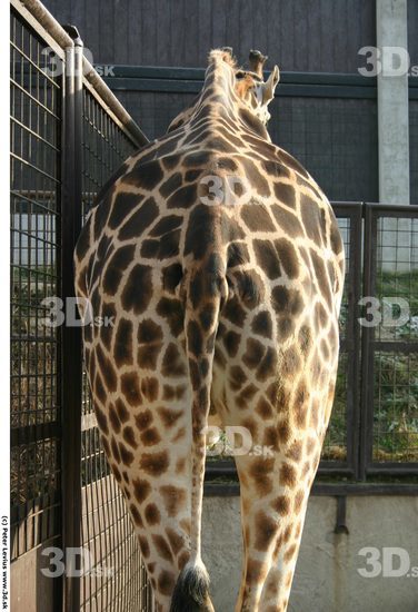 Bottom Giraffe