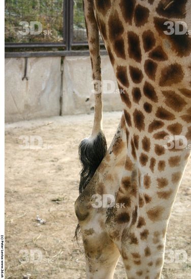 Thigh Giraffe