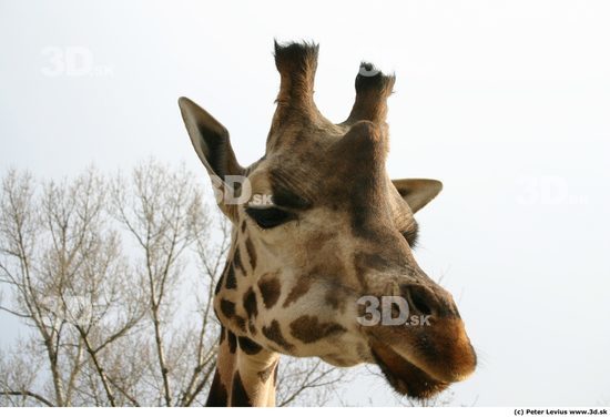 Head Giraffe