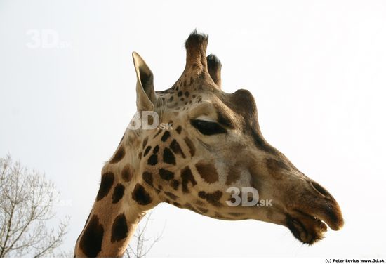 Head Giraffe