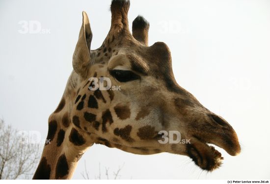 Head Giraffe