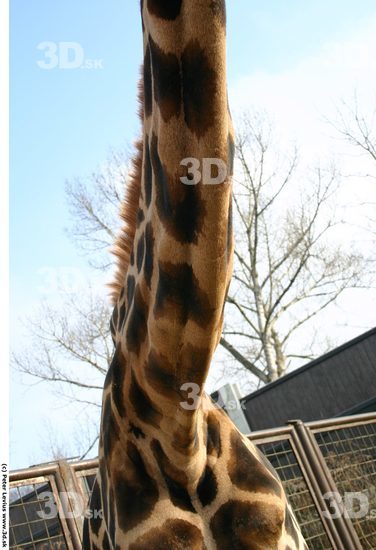 Neck Animation references Giraffe