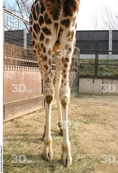 Leg Animation references Giraffe