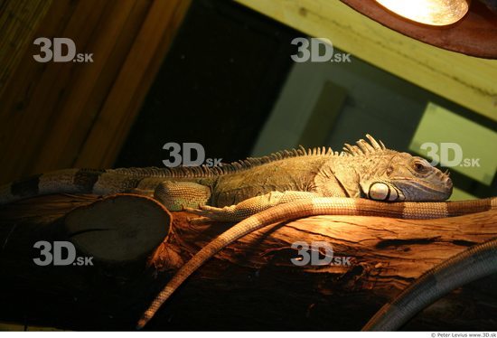 Whole Body Iguana